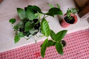 3 Set  Ming Aralia Pana &amp; Money &amp; Bear Plants