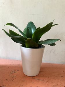 Ceramic White Planter