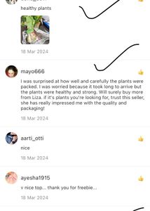 Dark green Money Plant In Quality White Pot