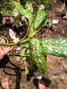 anglaonema plant