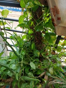 One Pot Full Of  Verigated Money Plant