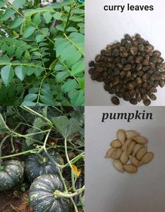 Big Bundle Of Plants And Seeds