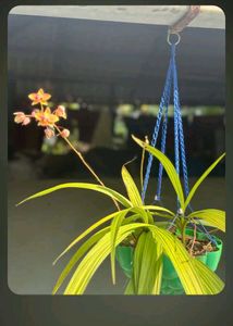 orchid