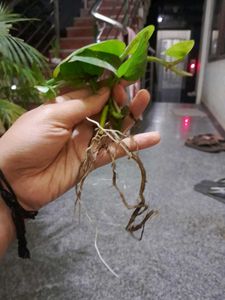 3 Healthy Pothos Plant Cutting potted in grow bag