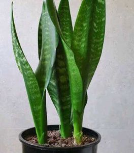 COMBO OF 4 AIR PURIFIER PLANTS
