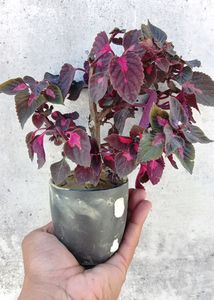 Coleus Live Plant