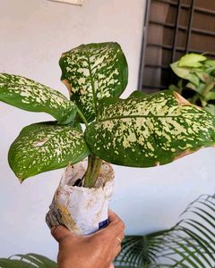 Dieffenbachia Seguine Plant 🌵