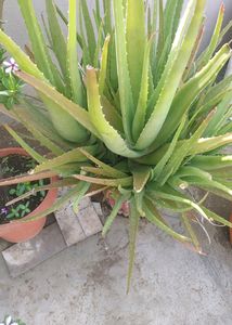 Aloevera Plant 7 Year Mature Plan So Many Baby