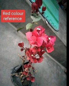 3 Beautiful Bougainvillea Plants.