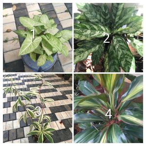 you can select 10 live root plants