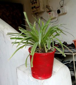Chlorophytum laxum.🌱plants