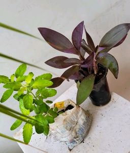 Pack 2 Beautiful heart Purple 💜 &amp; Tulsi Plants