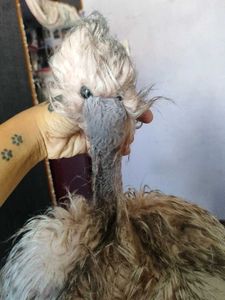 jellycat Ostrich big size
