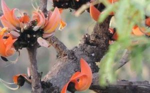 Palash Flowers