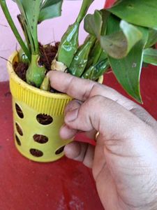 Orchids Limited Stock
