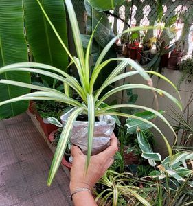 Pack 2 Nevernever &amp; Pandanus veitchii Plant 🪴&amp;Pot