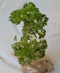 pack 2 Ming Aralia &amp; ujjalaseeds rare polka🪴