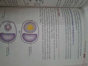 BD Chaurasia's Anatomy Handbook