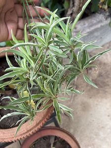 Vibrant Purple Heart Plant and other plants cuttin