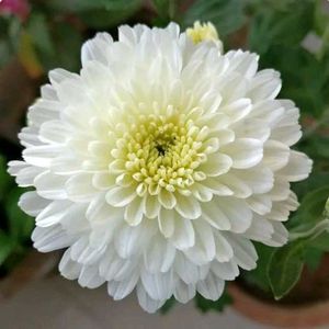 Live White Chrysanthemum Flower plant with pot