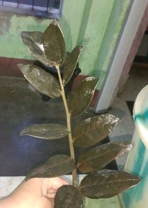 black zz single stem Cutting