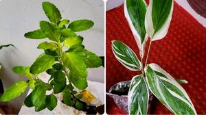 Pack 2 Tulsi & Ctenanthe pilosa Plant 🪴