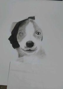 Cute Puppy Pencil Sketch