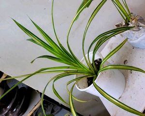 Pack 2 🌱.Pandanus veitchii &amp; Moses Plants 🌿&amp; Pot