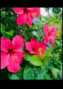 Combo Plant
