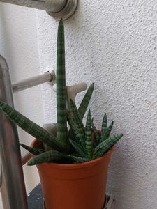 Succulent Plant