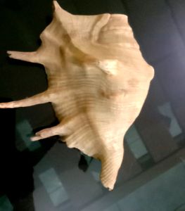 Shankh