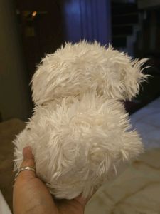 Cute Fluffy Dog