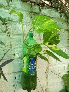 Money Plant Sapling