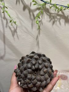 Natural Pine Cone Decor