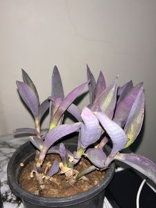 Purple Heart Plant