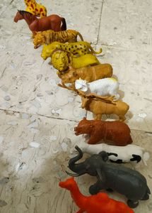 Animals