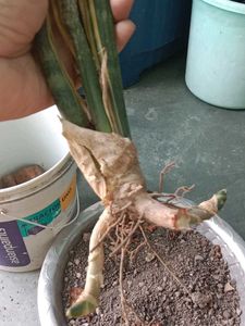 Snake Plant Cuttings - Ready to Grow!