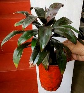 Pack 2 Moses-in-the-Cradle &amp; Syngonium Plant &amp; Pot