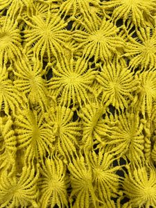 Yellow Lace Crop Top - Stylish &amp; Trendy