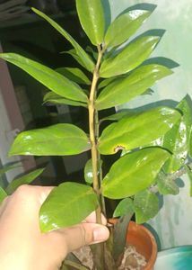 Healthy Green zz plant single stem cutting