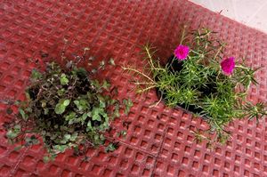 Pack 2.Portulaca grandiflora &amp; Pilea Depressa Pla