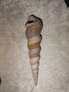 Rare Auger Screw Spiral Shell Unique