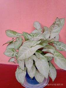 MoneyPlant Nursery
