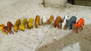 Animals