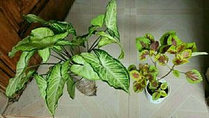 Set 2 Arrowhead &amp; Colues Plant's
