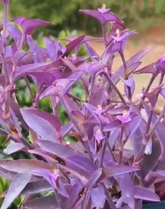Purple 💜 Live Plant