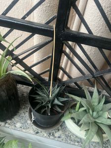 Haworthia Zebra Plant