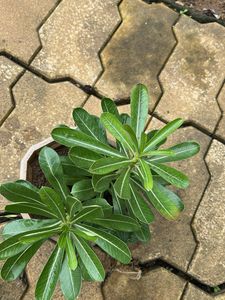 Adenium Plant with root