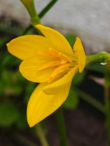Combo Of Rain Lily Bulbs &amp; Seeds