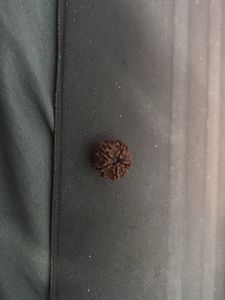 panchmukhi Rudraksha Seed for pendent